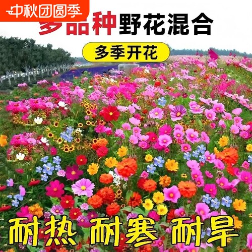 野花组合花种子四季播种开花室外庭院格桑花凤仙花太阳花籽种植