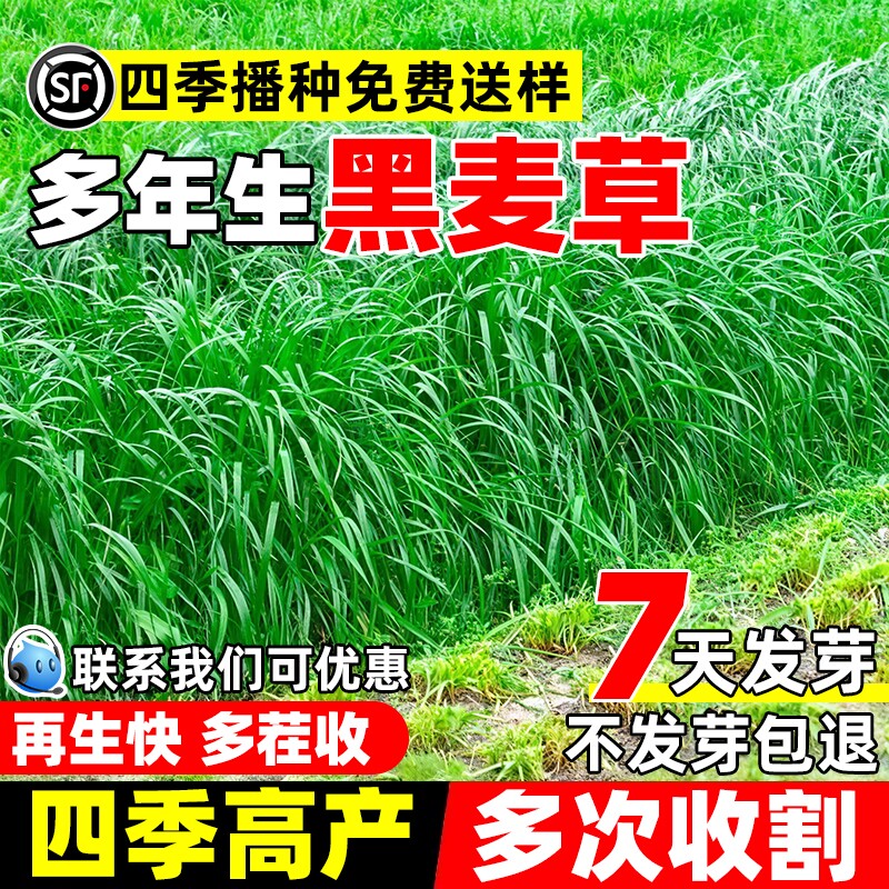 黑麦草种子多年生四季高产多茬收割种鸡鸭牛羊鱼牧草耐寒畜牧养殖