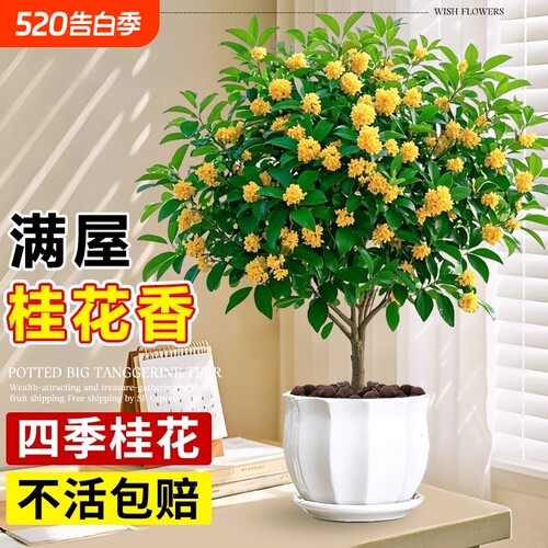 嫁接桂花树苗阳台庭院耐寒盆景老桩浓香花卉绿植物四季开小金丹桂