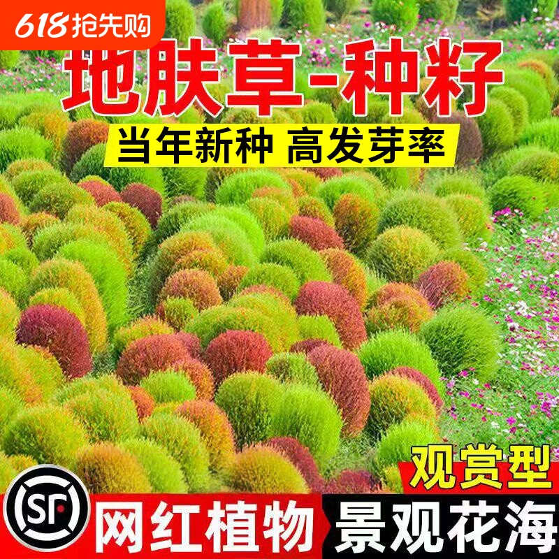 地肤草种子红绿叶片扫帚草四季易种庭院园林盆栽景观绿化观赏草籽