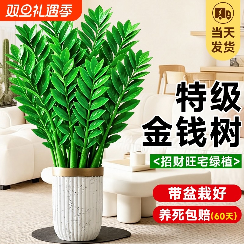 金钱树盆栽办公室内大型好养绿植客厅大花盆旺宅树物乔迁摇钱串子