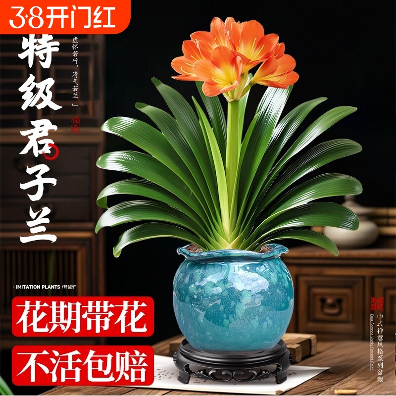 精品大盆君子兰盆栽带花苞名贵植物客厅室内花卉绿植四季好养易活