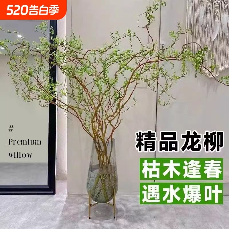龙柳鲜切枝雪柳干支客厅马醉木水培富贵竹绿植物花卉室内盆栽好养