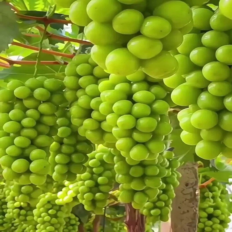 阳光玫瑰葡萄当季时令新鲜水果青提自然成熟京东包邮图片