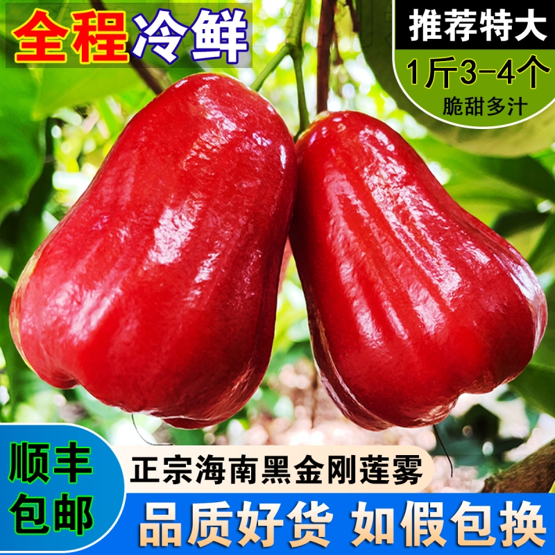 顺丰大果正宗泰国黑金刚莲雾清甜多汁新鲜热带水果一级果雾莲净重