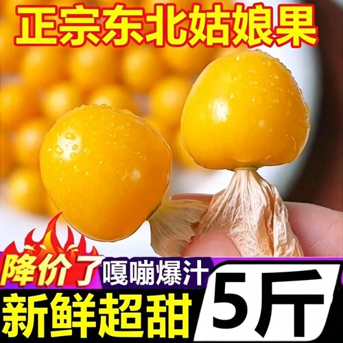 姑娘果东北灯笼果5斤新鲜姑鸟水果应季特产整箱现摘包邮菇娘薄皮