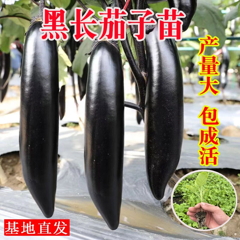 长茄子种籽种子苗圆黑紫色长茄带土嫁接茄苗四季秧苗蔬菜孑秧大全