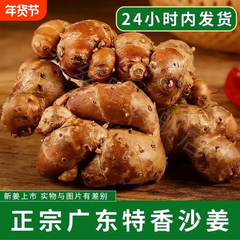 广东正宗沙姜新鲜现挖白切沙姜山奈配料特产香浓沙姜种子种苗清仓