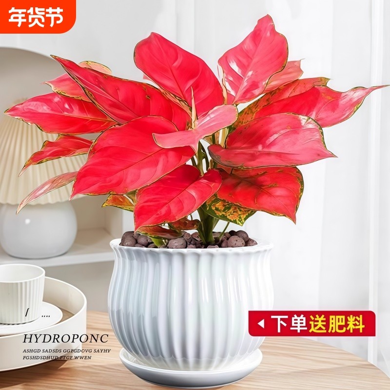 吉利红如意盆栽水培绿植物竹芋绿萝办公室内桌面好养文竹红掌花卉,鲜花速递/花卉仿真/绿植园艺,绿植,淘宝优惠券,粉丝福利购,淘宝优惠卷