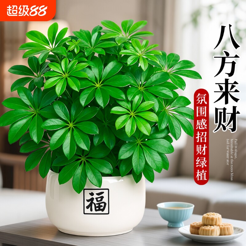 鸭脚木盆栽绿植八方来财植物发财树客厅旺宅室内招财桌面盆景四季