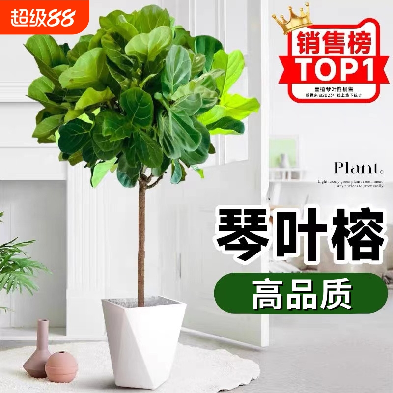 造型琴叶榕盆栽好养活一物一拍