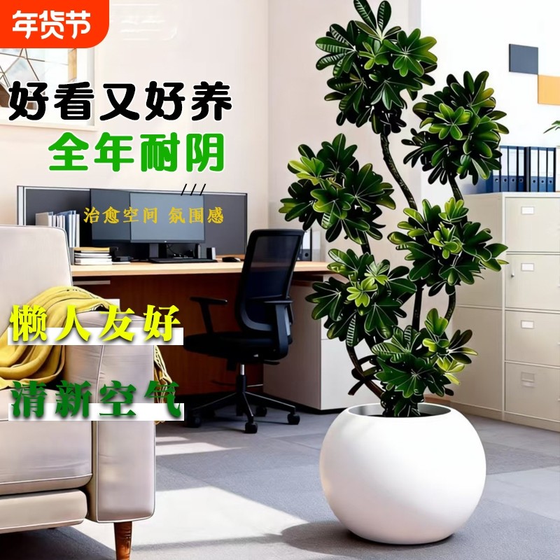 造型鸭脚木多枝四季常青室内外易活好养客厅绿植净化空气盆栽氛围,鲜花速递/花卉仿真/绿植园艺,大型绿植/成品组合盆栽,淘宝优惠券,粉丝福利购,淘宝优惠卷