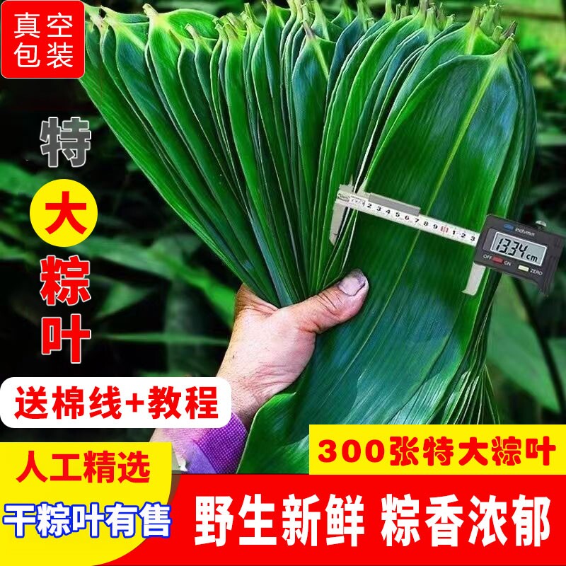 端午节粽叶新鲜粽子叶大号包粽子专用旗舰店干粽叶棕子叶商用批发图片