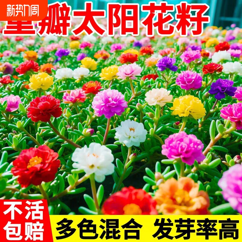 重瓣太阳花种子花种籽子多色大花四季播种开花易活室内外花卉种子