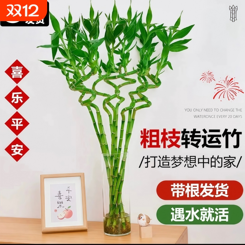 室内转运竹水培植物富贵竹