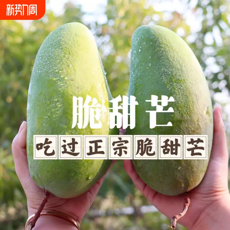 新鲜采摘脆甜芒生吃芒果腌酸酸野可生熟两吃水果金煌芒果脆甜个大