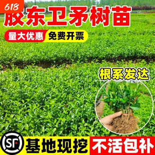 胶东卫矛树苗四季青绿篱围墙工程苗耐寒冬青卫矛庭院种植绿化苗木