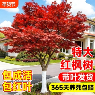 特大红枫树苗公园庭院别墅带叶植物日本红舞姬四季室外绿化行道树