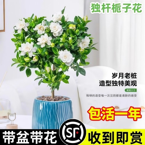 突破50w+的全网热销栀子花