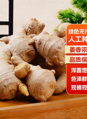 生姜老姜山东大姜10斤风干黄姜月子姜风干姜块新鲜食用蔬菜母
