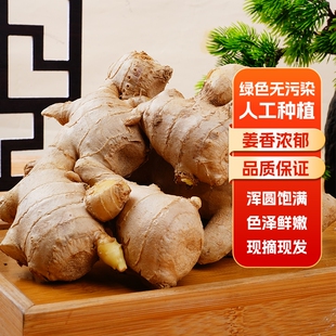 生姜老姜山东大姜10斤风干黄姜月子姜风干姜块新鲜食用蔬菜母