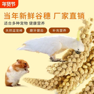 新品鹦鹉黄谷穗鸟粮鸟饲料零食天然带壳谷子仓鼠造景装饰新鲜