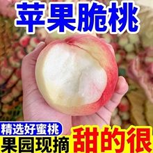 红不软脆桃应季新鲜脆甜毛桃整箱包邮水果桃子水蜜桃批发送货上门