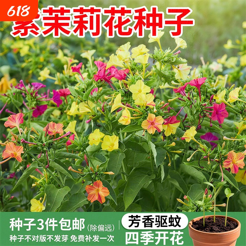 紫茉莉花种子四季播种开花夜来香地雷花混色阳台室外驱蚊胭脂花卉