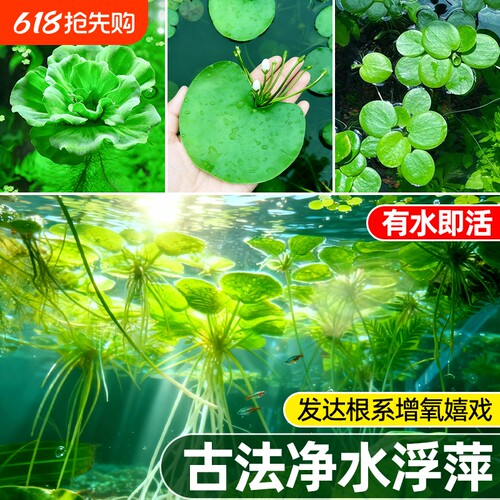 浮萍水草植物古法养鱼鱼缸净水