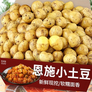 湖北正宗恩施小土豆农家马铃薯洋芋种高山老品种黄心 恩施发货