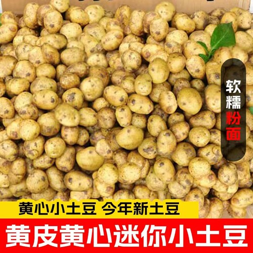 恩施小土豆新鲜马铃薯