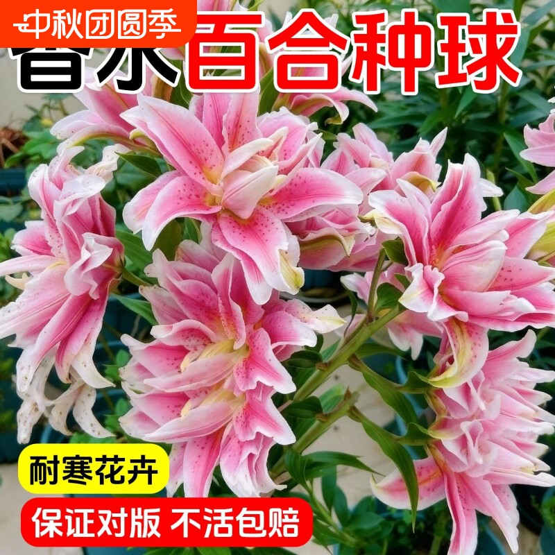 百合花种球进口香水百合花种子										