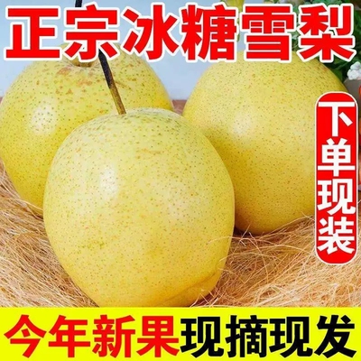 正宗山西特产雪花梨9斤整箱新鲜水果水晶梨冰糖雪梨产地直发现摘
