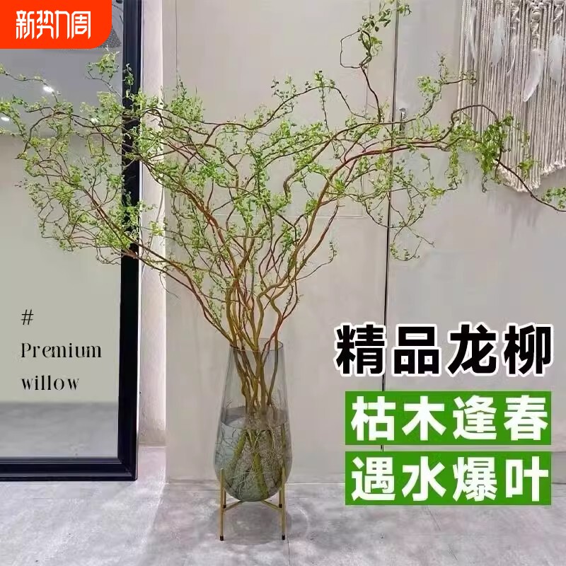 龙柳鲜切枝雪柳干支客厅马醉木水培富贵竹绿植物花卉室内盆栽好养