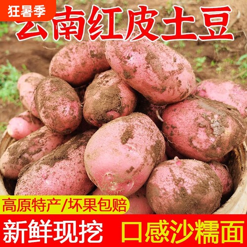 云南新鲜红皮土豆农家自种