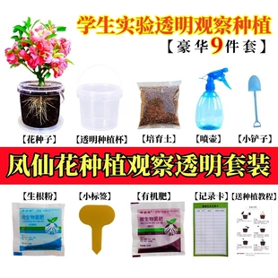 凤仙花种籽子学生儿童种植小盆栽向日葵种孑四季播种植物开花种子