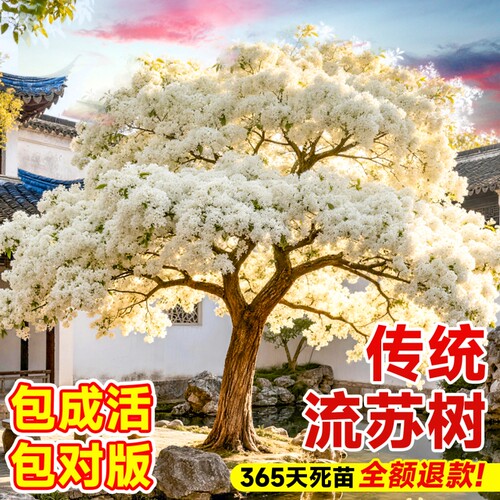 正宗流苏树苗嫁接四月雪糯米茶