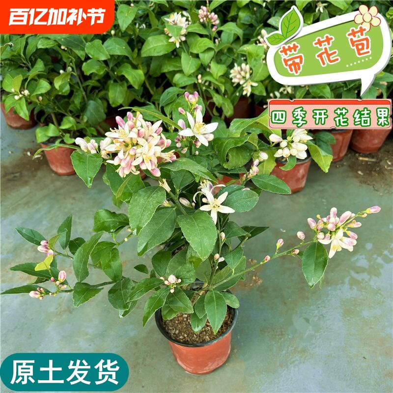 柠檬树苗柠檬苗香水柠檬树果苗四季结果绿植盆栽阳台广东柠檬果苗