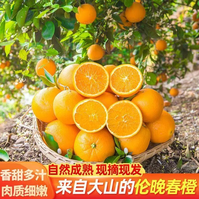 正宗伦晚脐橙当季新鲜橙子现摘榨汁甜橙孕妇应季水果批发整箱春橙
