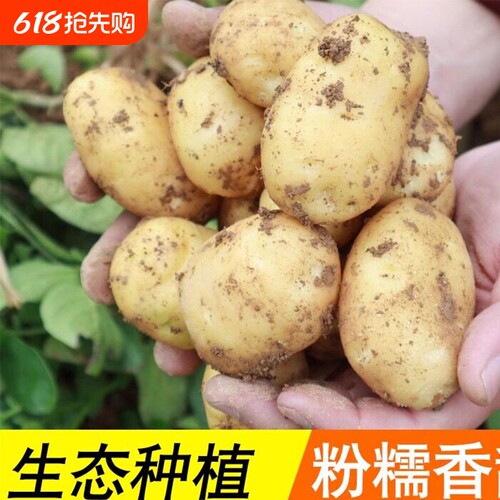 新鲜土豆高山现挖黄心土豆马铃薯