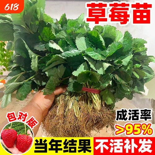 草莓苗秧红颜奶油穴盘苗种植新苗草莓盆栽四季阳台室内结果新鲜