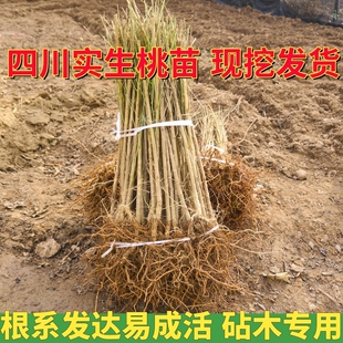 毛桃苗四川桃树实生桃苗毛桃树树苗山桃苗野生砧木苗占地苗嫁接