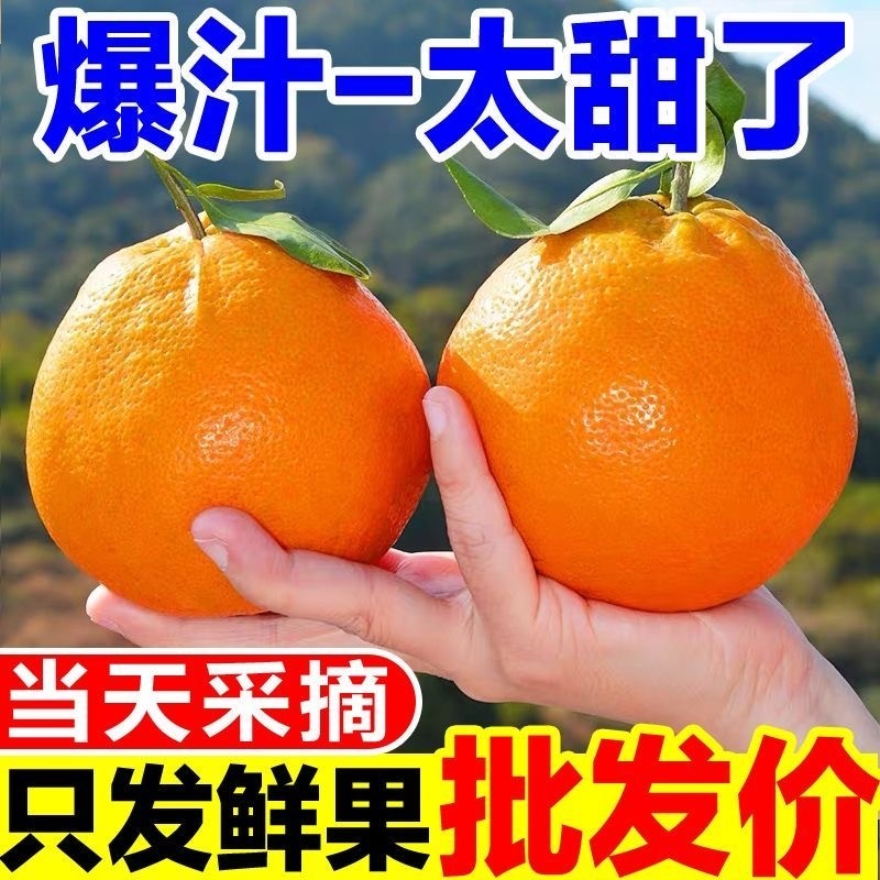 湘西椪柑粑粑柑应现发柑橘丑橘子当季新鲜孕妇水果采摘爆汁年货节,水产肉类/新鲜蔬果/熟食,桔子,淘宝优惠券,粉丝福利购,淘宝优惠卷