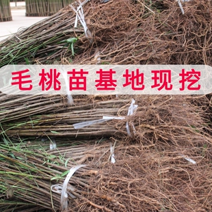 四川发货野生桃树毛桃树苗嫁接占地砧木实生苗直生树苗泥浆包裹