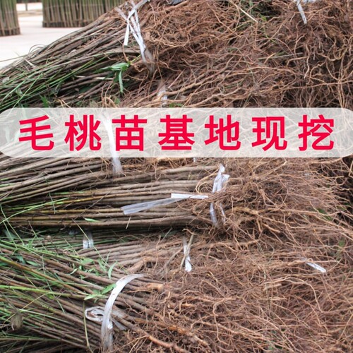 四川发货野生桃树毛桃树苗嫁接占地砧木实生苗直生树苗泥浆包裹