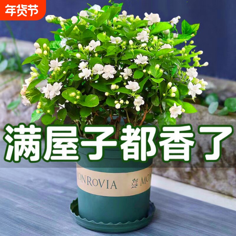 浓香茉莉花苗盆栽带花苞栀子花卉植物室内好养绿植九里香四季开花