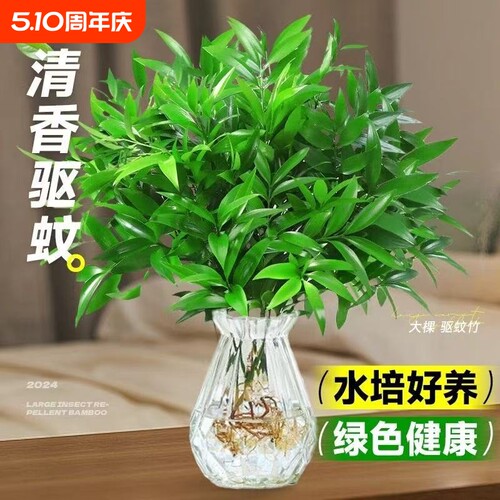 驱蚊竹柏水培植物室内好养绿植花卉客厅桌面盆栽驱蚊神器阳台大棵