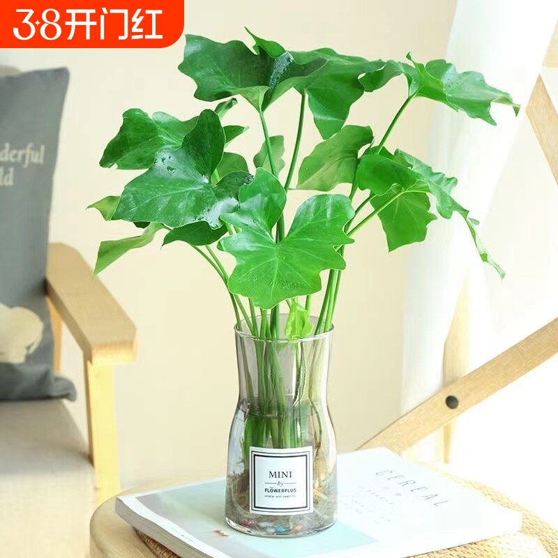 水培春羽盆栽室内吸甲醛客厅花卉水养大叶绿萝好养春雨绿植物大型