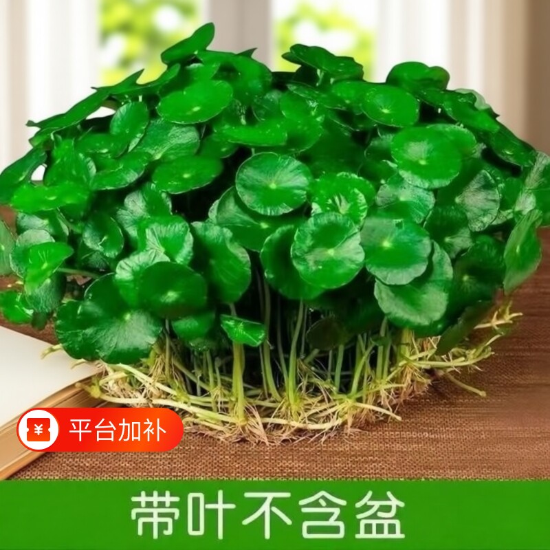 铜钱草金钱草水培植物室内盆栽客厅桌面水养植物好养花卉绿植土培