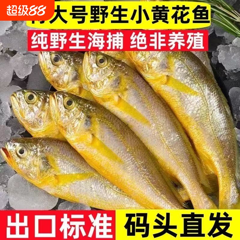 新鲜大黄花鱼小黄鱼冷冻黄花鱼海鲜水产深海鱼生鲜烧烤专用特大